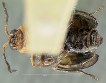 Media type: image; Entomology 18446   Aspect: habitus ventral view